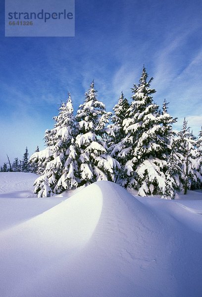 Pinien schneebedeckten