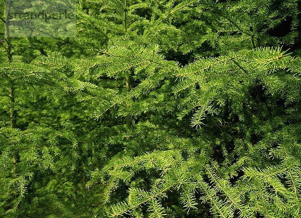 hoch  oben  nahe  Ast  Kiefer  Pinus sylvestris  Kiefern  Föhren  Pinie