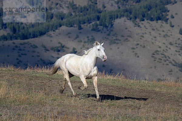 Horse Galloping