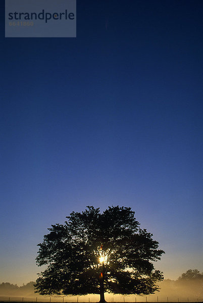 Baum  ankommen  Eiche  Sonnenstrahl
