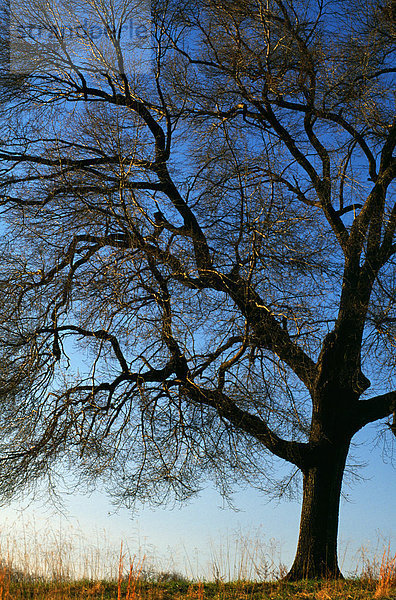 Baum und sky