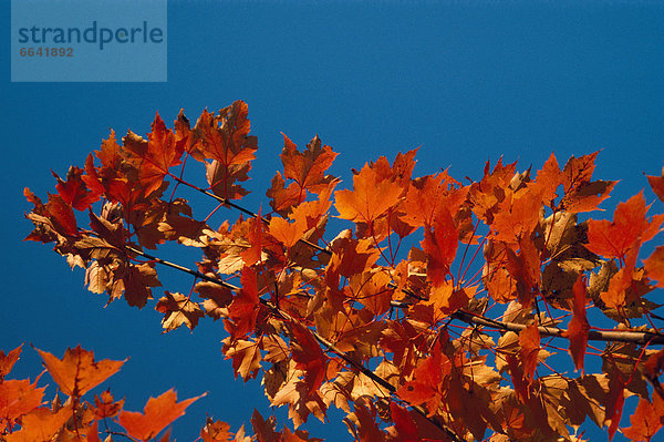 Farbaufnahme  Farbe  Baum  Herbst  Ahorn