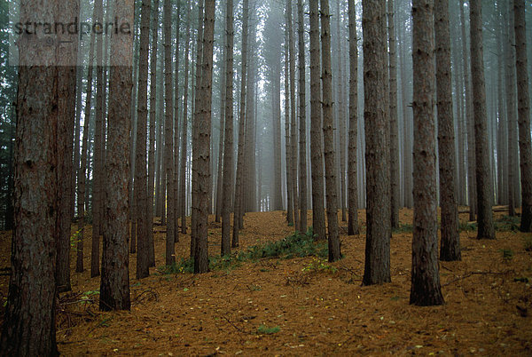 Wald  rot  Kiefer  Pinus sylvestris  Kiefern  Föhren  Pinie