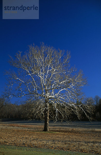 Baum  amerikanisch  Bergahorn  Acer pseudoplatanus