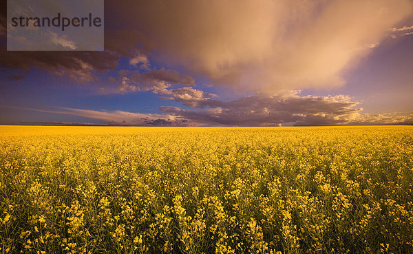 Himmel  Feld  Canola