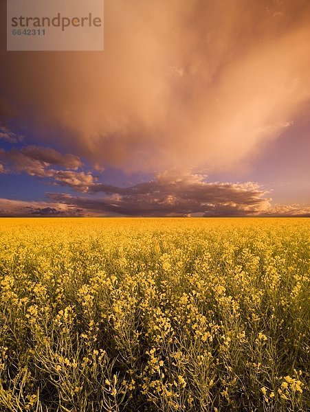 Sonnenuntergang  Feld  Canola