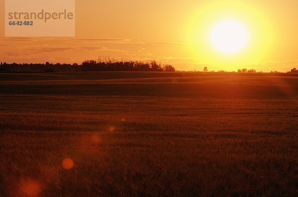 Sonnenuntergang  über  Feld  Weizen