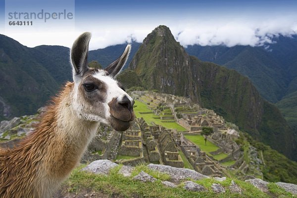 Ruinenstadt Machu Picchu  Peru