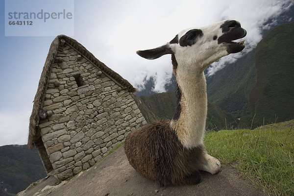 Lama  Lama buanicoe glama  Ruine  antik  Inka  Peru