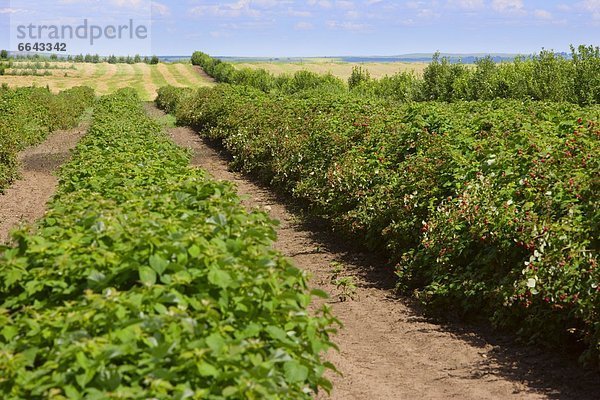 Raspberry Farm