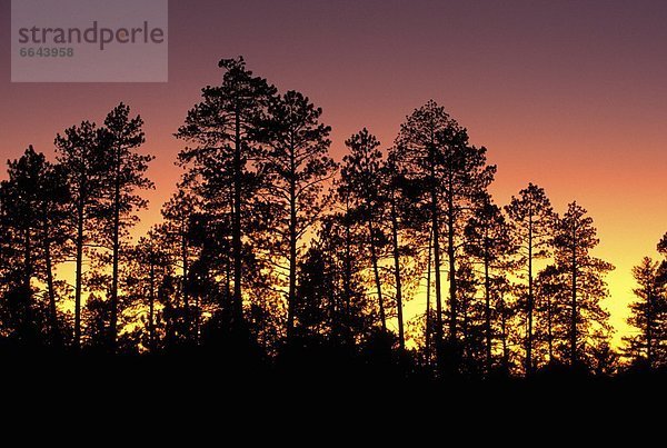 hinter  Sonnenuntergang  Baum  Silhouette  Kiefer  Pinus sylvestris  Kiefern  Föhren  Pinie