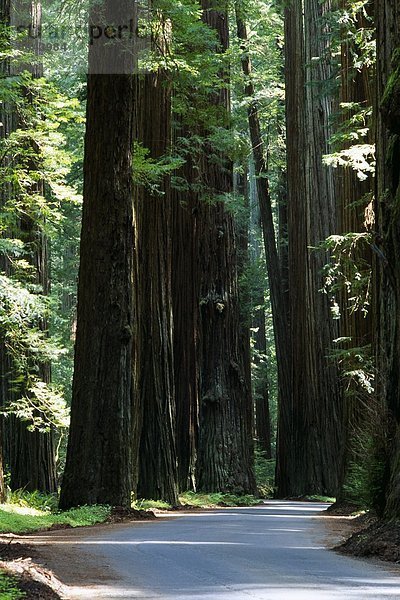 Vereinigte Staaten von Amerika  USA  Baum  Fernverkehrsstraße  vorwärts  Asphalt  Sequoia  Kalifornien