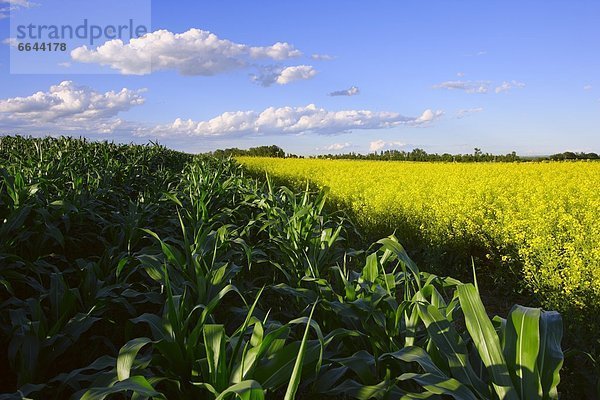 Mais Zuckermais Kukuruz Feld Canola