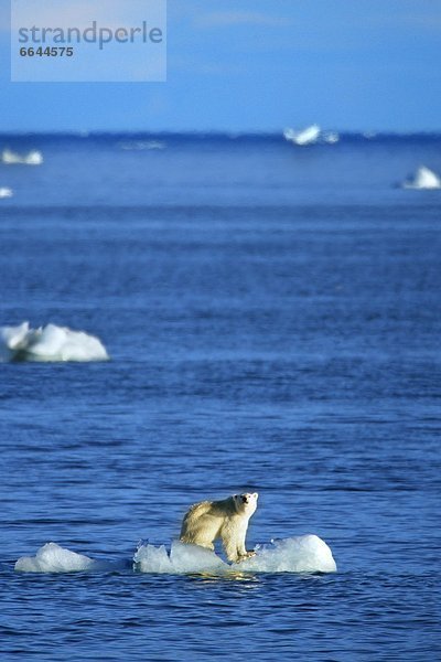 Eisbär  Ursus maritimus