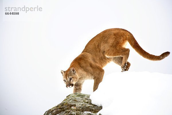 schleichen  Puma  Felis concolor  Berglöwe