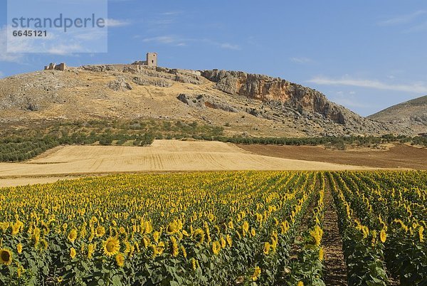 Feld  Sonnenblume  helianthus annuus  Spanien