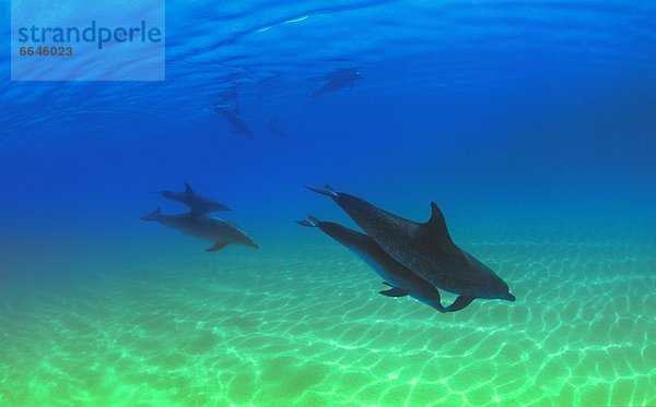 Delphin Delphinus delphis Atlantischer Ozean Atlantik Punkt