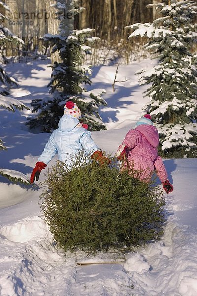 ziehen  Baum  Mädchen