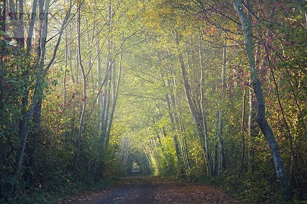 Autumn Pathway