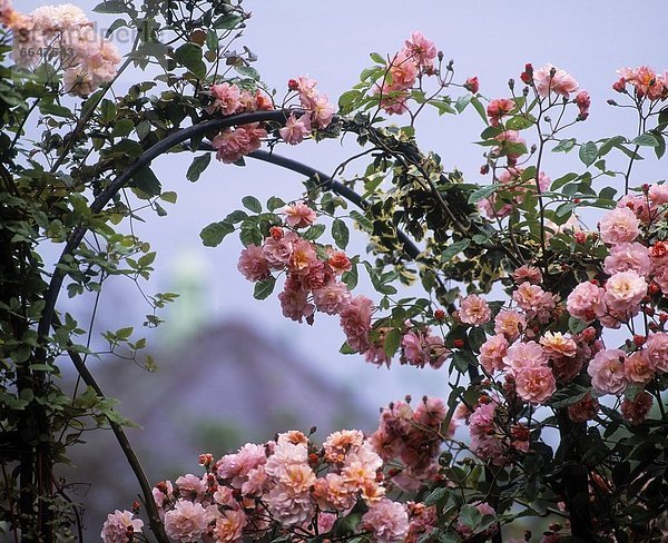 Kirschblüte  Irland