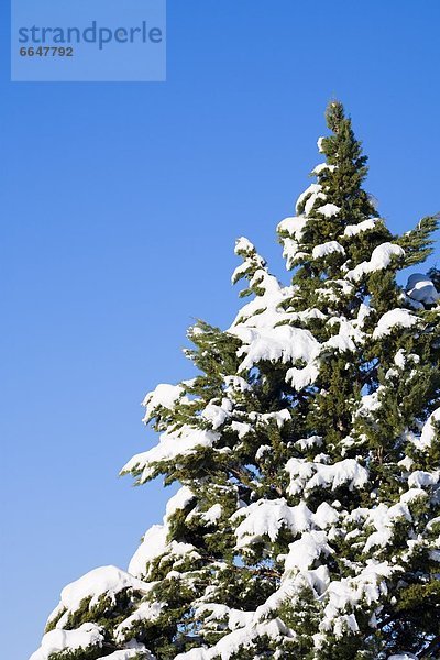 Snow-Covered Evergreen