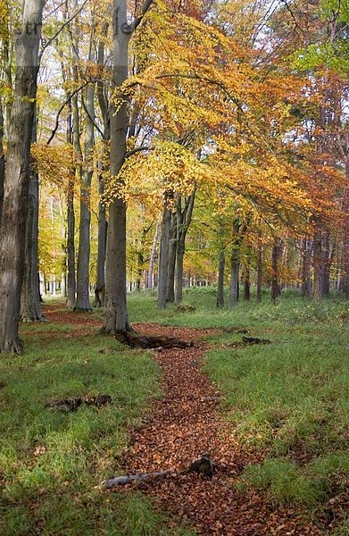 Dublin Hauptstadt Herbst Irland