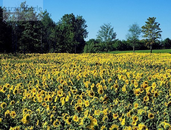 Feld  Sonnenblume  helianthus annuus