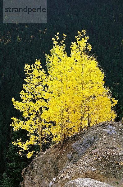 Felsbrocken Baum