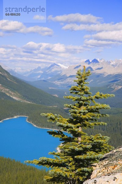 Peyto Lake  Banff-Nationalpark  Alberta  Kanada