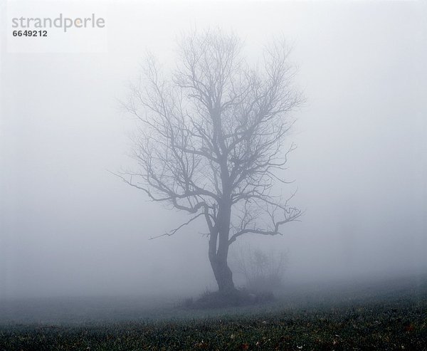 Baum  Nebel