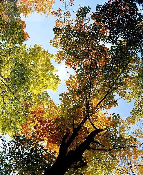 Baum  Herbst  Flachwinkelansicht