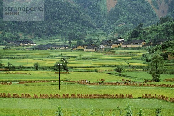 nahe  Feld  Reis  Reiskorn  China  Yangshuo