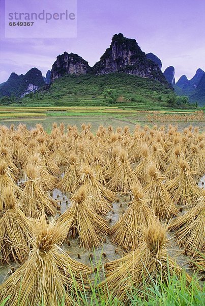 nahe  Reis  Reiskorn  China  Yangshuo