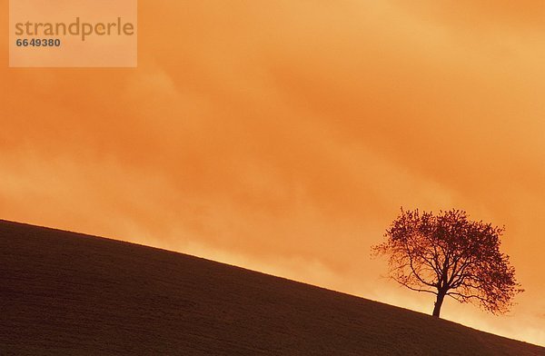 Baum  Wald  schwarz  Abenddämmerung  Deutschland