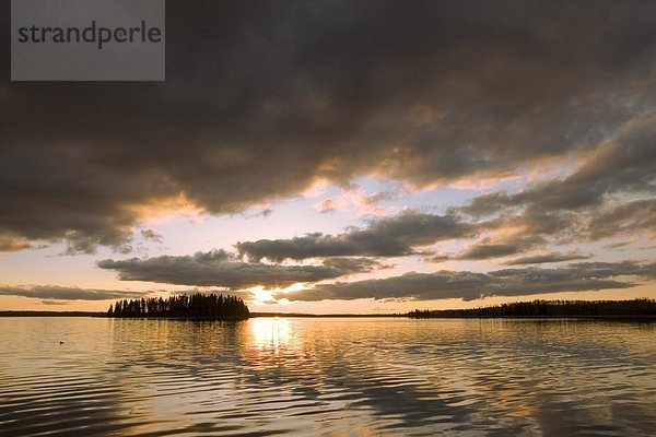 Elch  Alces alces  Sonnenuntergang  über  See  Insel  Alberta  Kanada