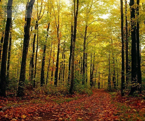 Baum Wald Laub