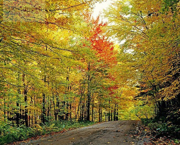 leer  Baum  Fernverkehrsstraße  Herbst  vorwärts