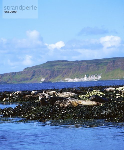 Seelöwe  Irland