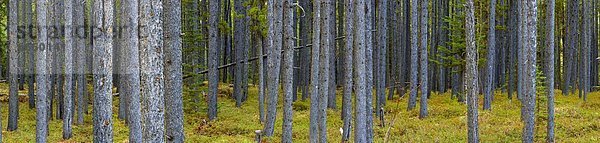 Baum  Wald  immergrünes Gehölz