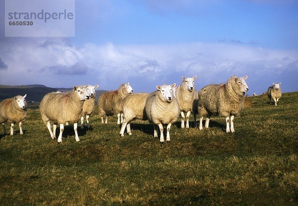 Schaf  Ovis aries  County Antrim  Irland