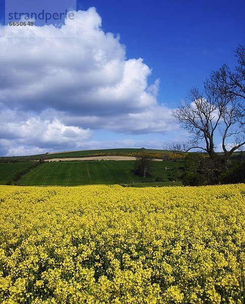 Raps  Brassica napus  Irland