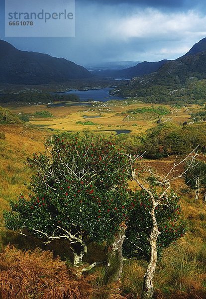 Kerry County  Killarney Nationalpark  Irland  Ring of Kerry