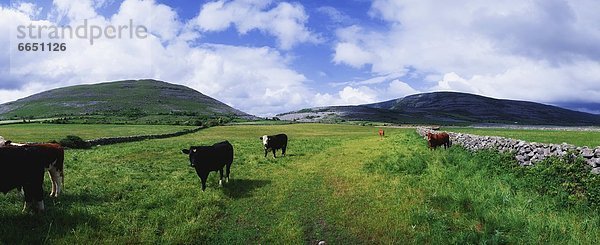 Rind  Clare County  Irland  Burren