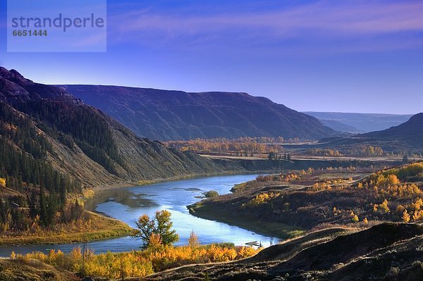 trocken  springen  Insel  Ländliches Motiv  ländliche Motive  Büffel  Alberta  Kanada