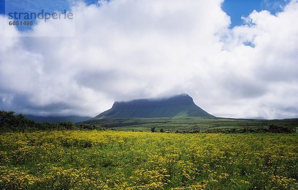 Ben Bulben  Grafschaft Sligo  Irland  Feld von Ragwort