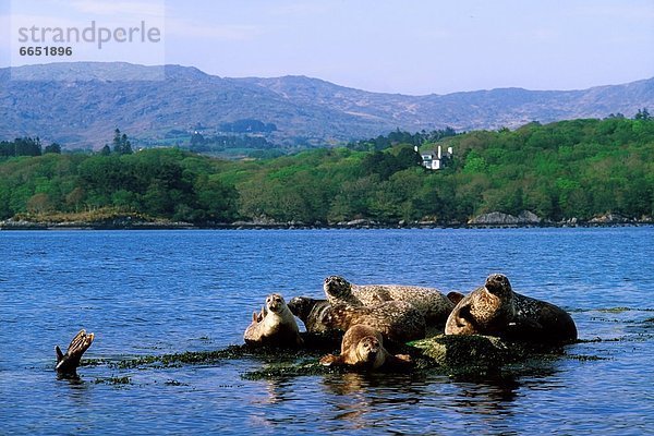 Seelöwe  Beara-Halbinsel  Irland