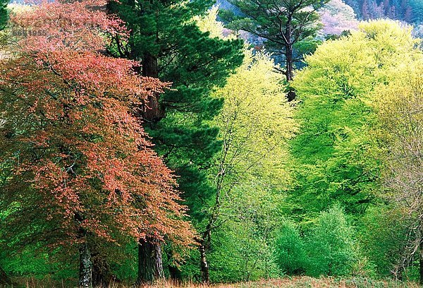 Kerry County Irland Killarney