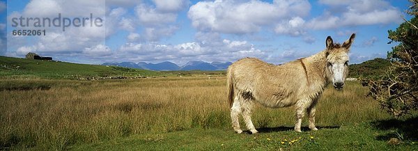Esel  Connemara  County Galway  Irland
