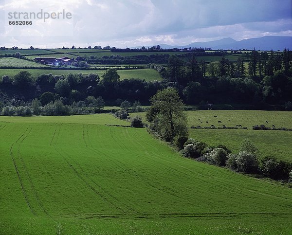 Feld  Irland