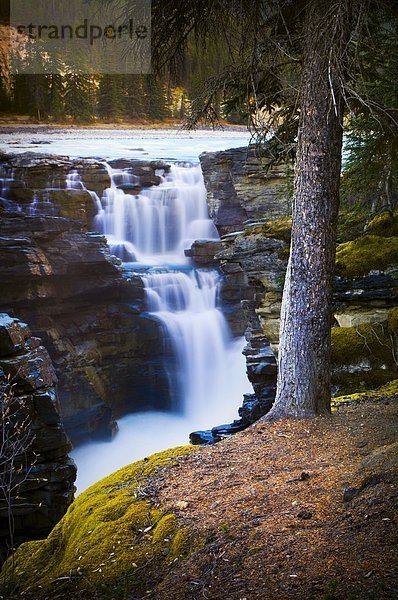 Jasper Nationalpark  Alberta  Kanada